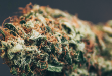 How Long Does Cbd Flower Stay Good for