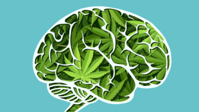 What Does Cbd Do to the Brain
