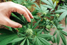 What Is High Cbd