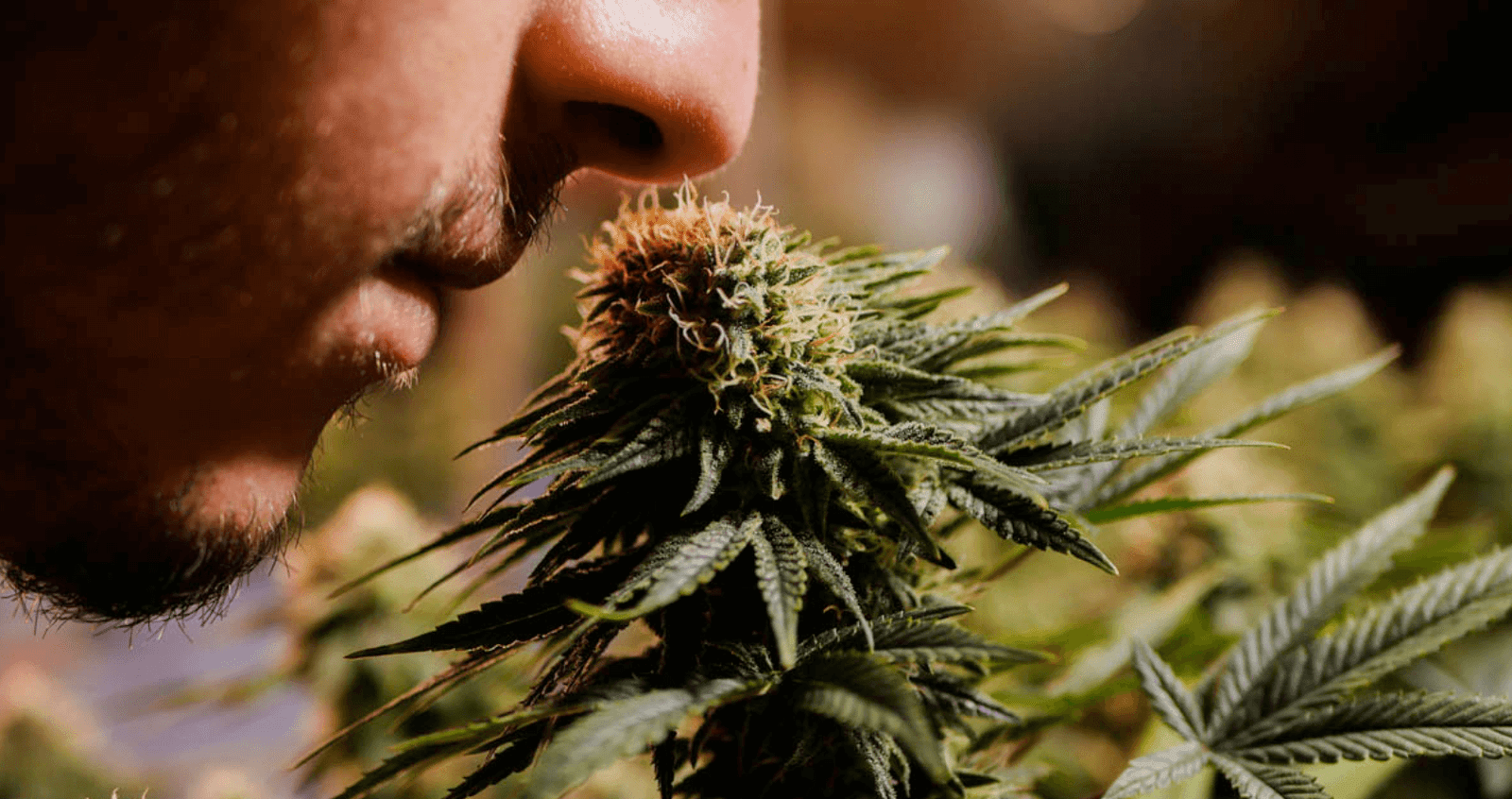 What Does Cbd Flower Smell Like