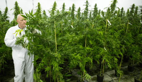 Does Cbd Oil Make You Stupid