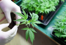 Ohio’s Medical Marijuana Program: Cost Savings vs. Recreational Use & How to Get Your Medical Card with MMJ.com