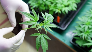 Ohio’s Medical Marijuana Program: Cost Savings vs. Recreational Use & How to Get Your Medical Card with MMJ.com