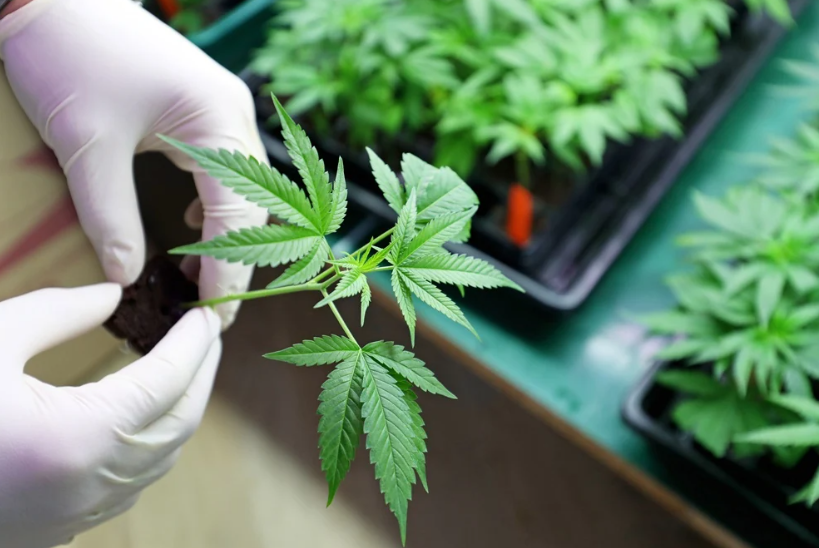 Ohio’s Medical Marijuana Program: Cost Savings vs. Recreational Use & How to Get Your Medical Card with MMJ.com