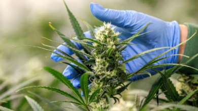 Grow Online Presence with a Cannabis Marketing Agency Team