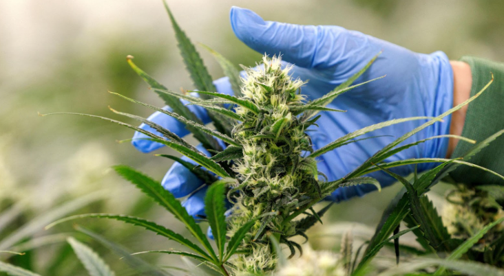 Grow Online Presence with a Cannabis Marketing Agency Team