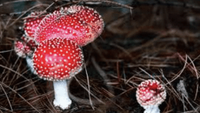 Microdosing Psilocybin: Protocols, Schedules, and How to Get Started