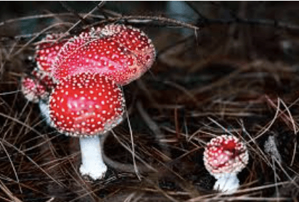 Microdosing Psilocybin: Protocols, Schedules, and How to Get Started